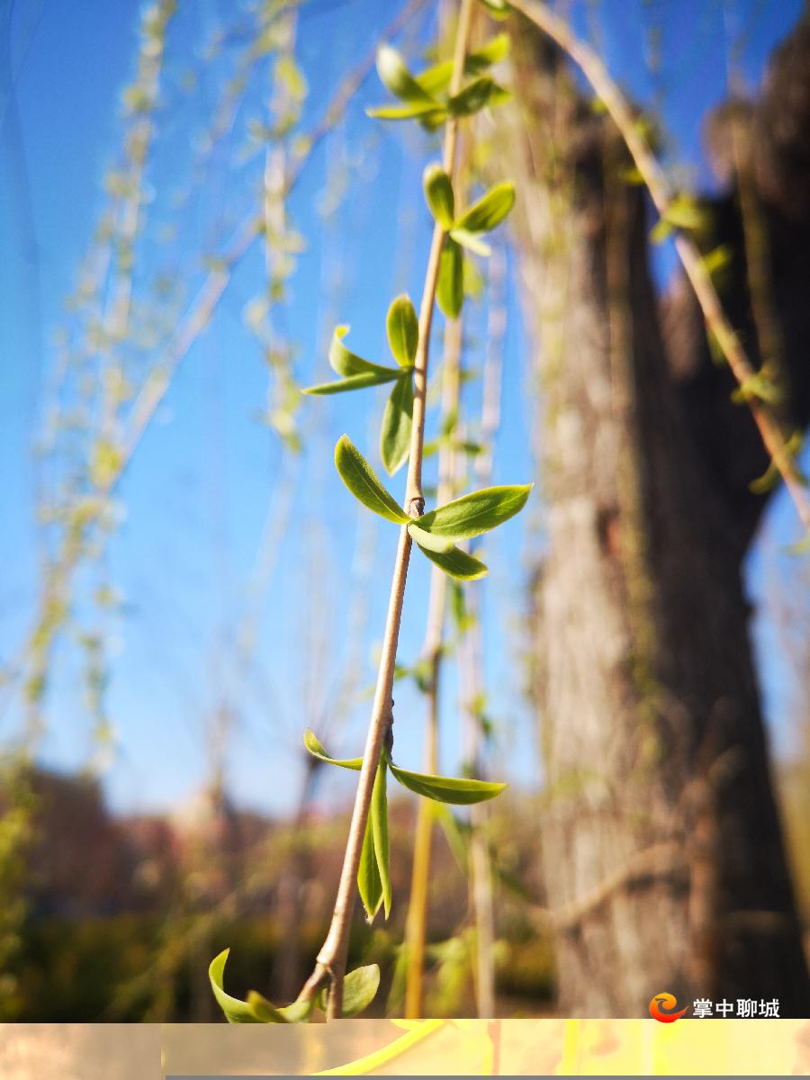 聊城天气转暖 东昌湖畔柳树发芽