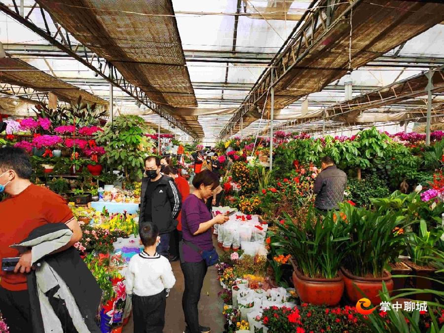 春节将近,聊城花卉市场人气旺