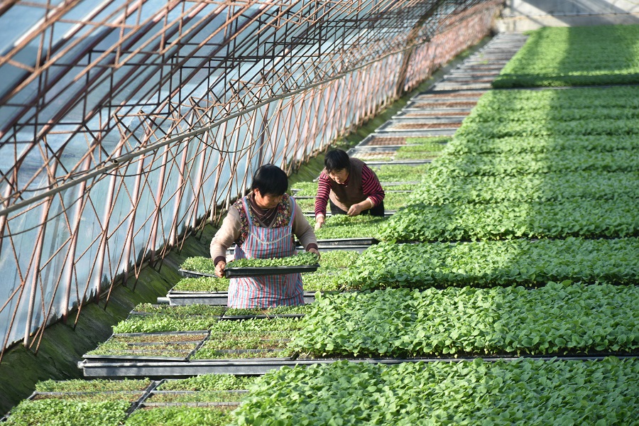 茌平區(qū)賈寨鎮(zhèn)中.jpg