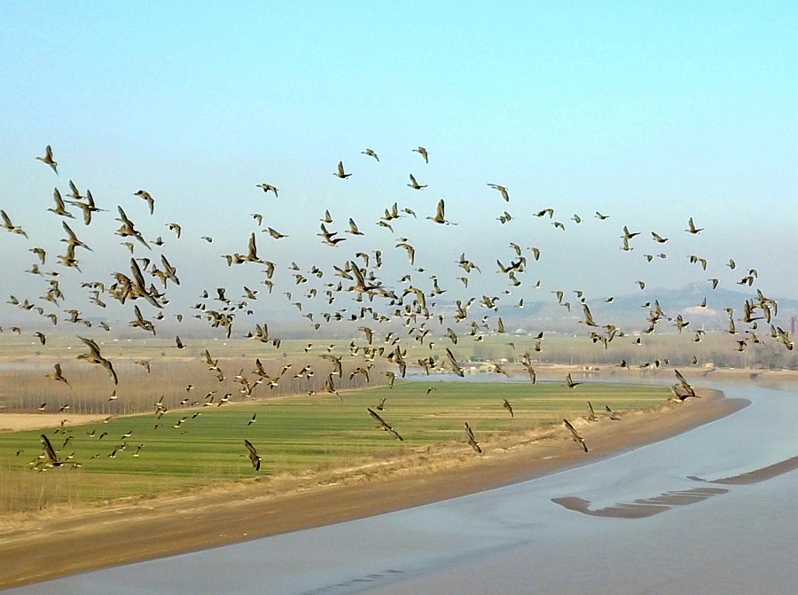 黄河岸边雁纷飞900.jpg