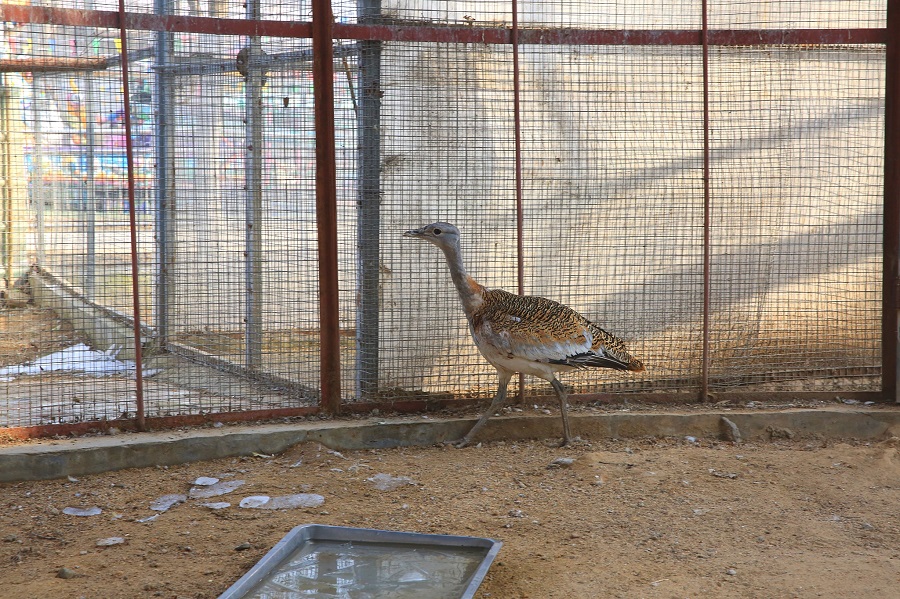 （新春走基層）“鳥中大熊貓”大鴇在聊過春(2383324)-20220210082238.jpg