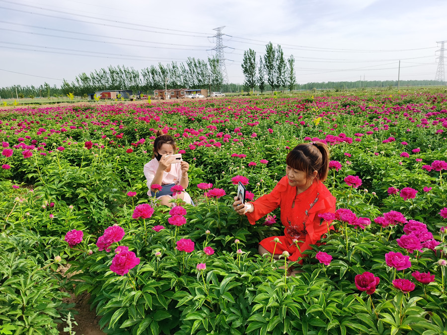 （现场新闻大赛 已审）茌平芍药进京城(分(2660716)-20220511083147.jpg